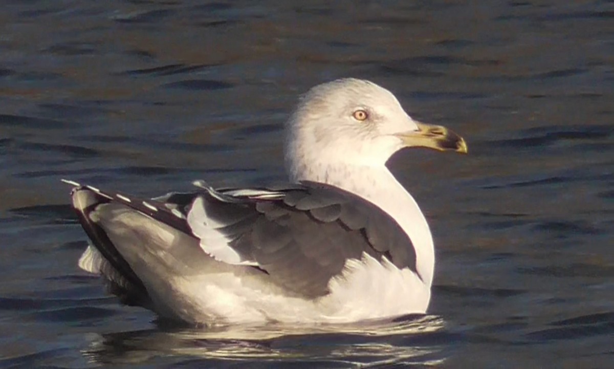 ニシセグロカモメ - ML647529754