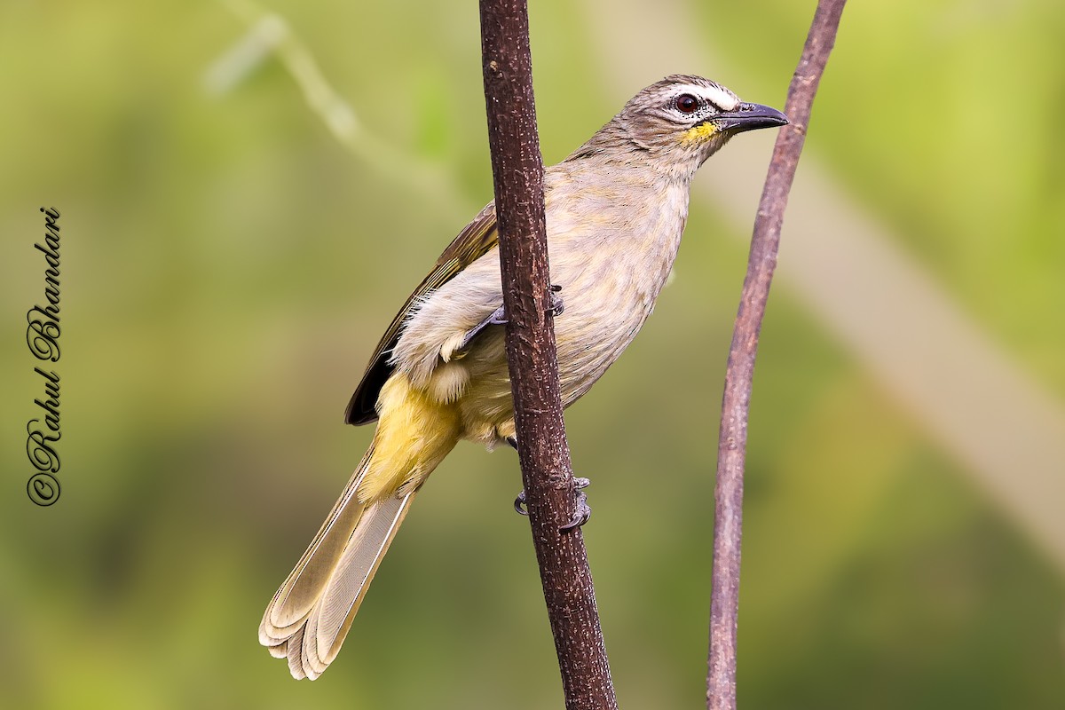 White-browed Bulbul - ML647529756