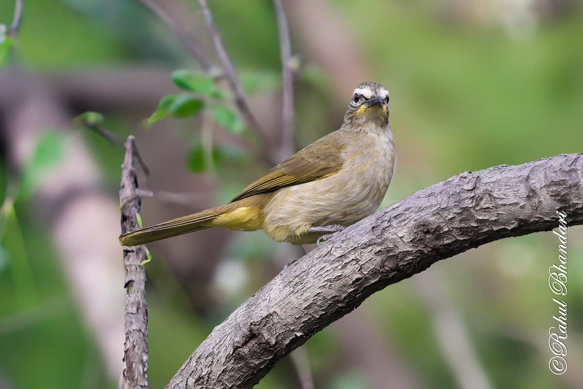 White-browed Bulbul - ML647529766