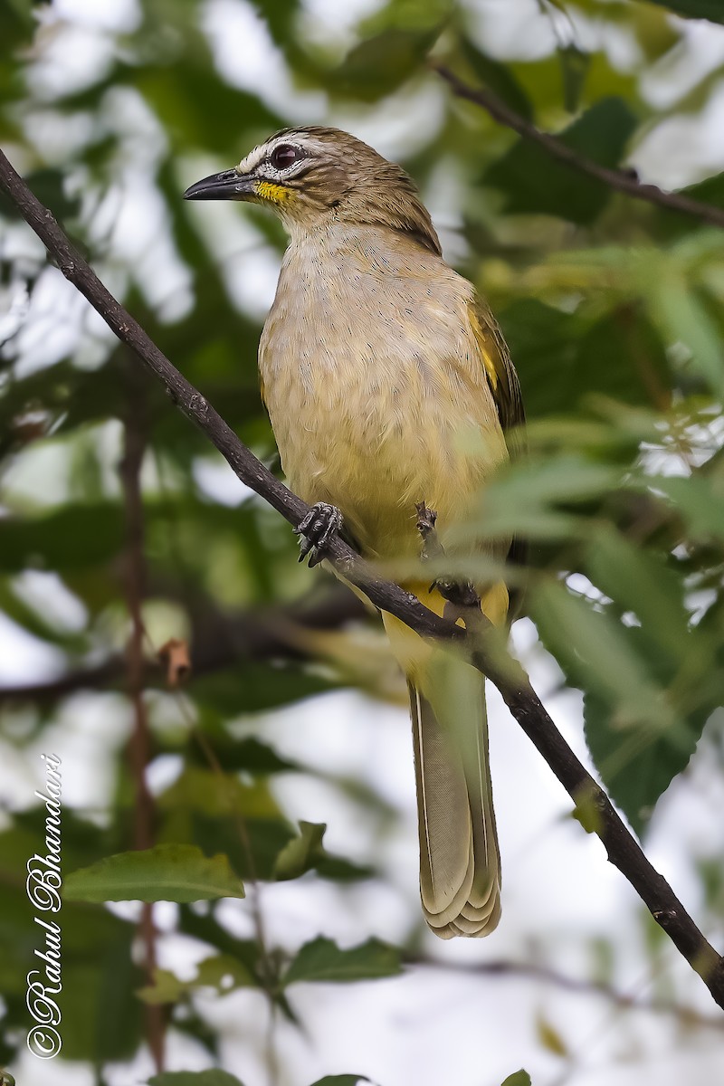 White-browed Bulbul - ML647529769