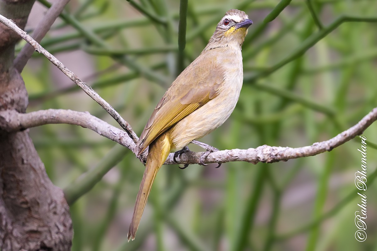 White-browed Bulbul - ML647529770