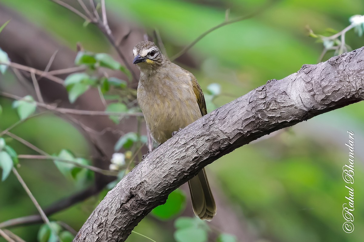 White-browed Bulbul - ML647529772