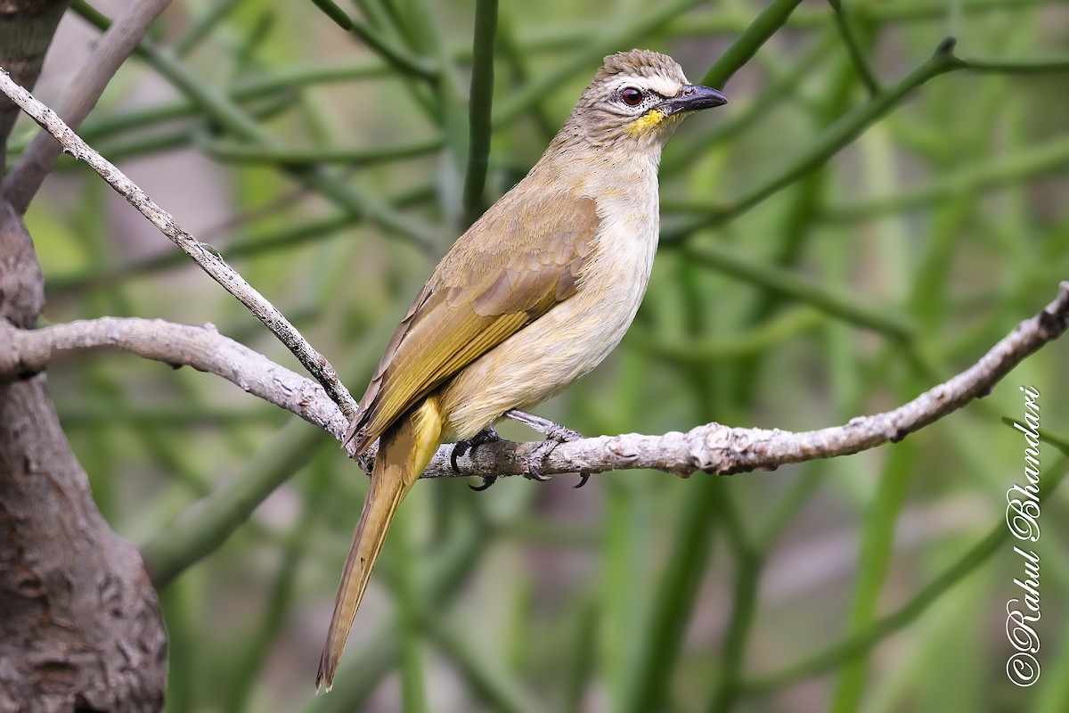 White-browed Bulbul - ML647529773