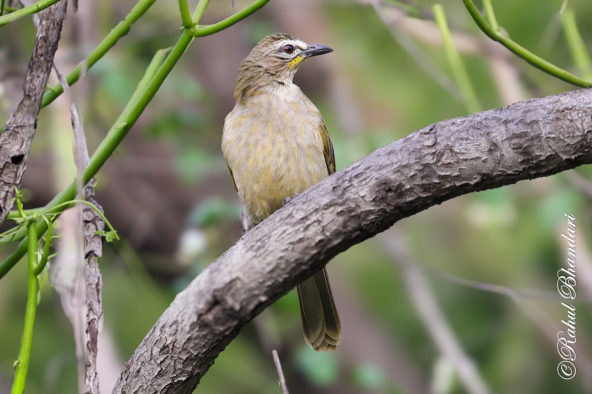 White-browed Bulbul - ML647529774