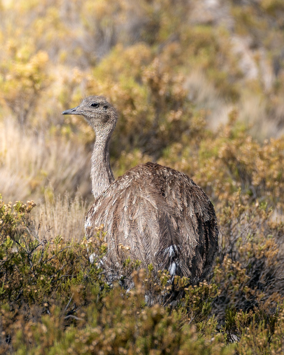 Lesser Rhea (Puna) - ML647529777