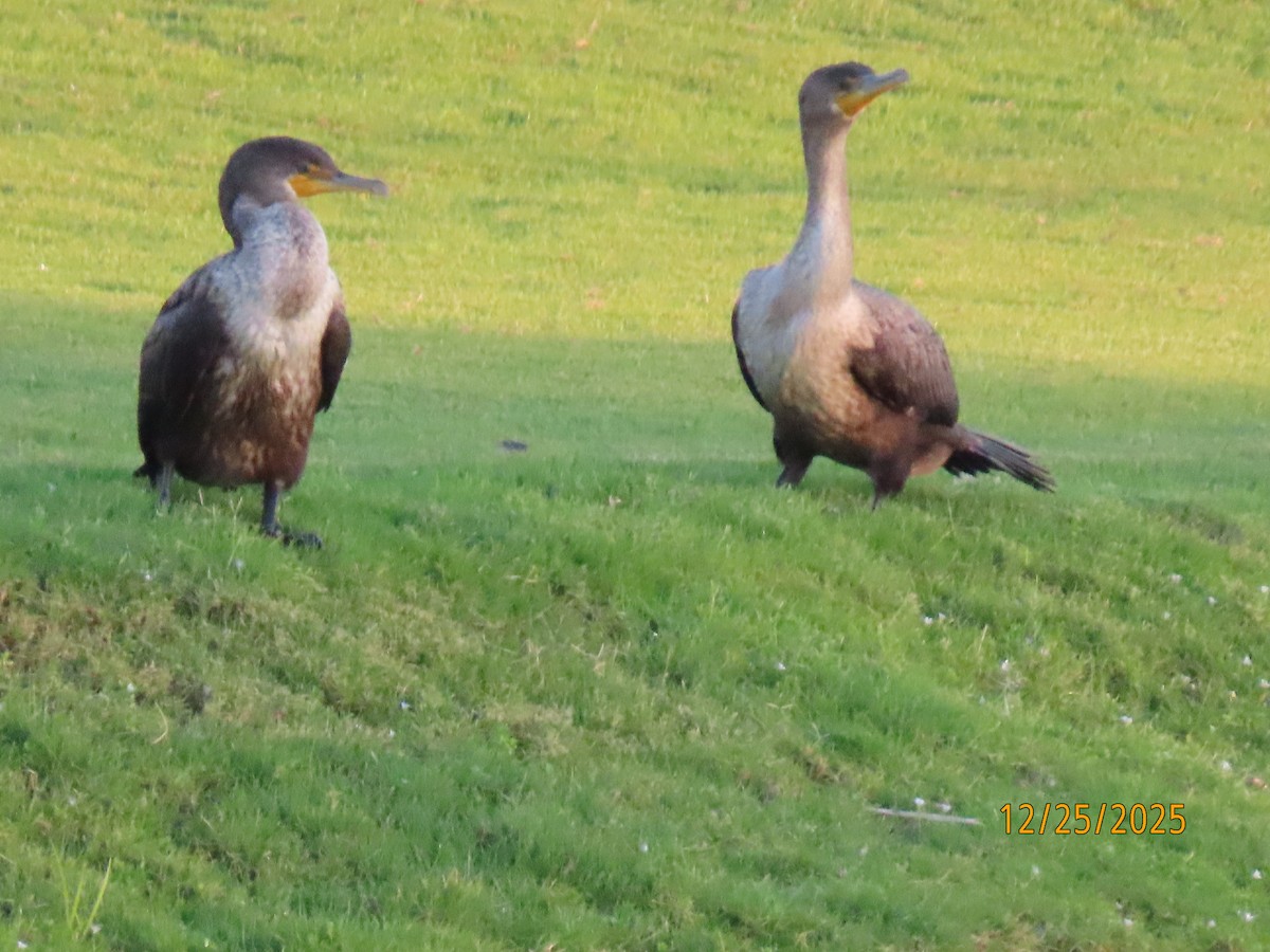 Double-crested Cormorant - ML647529778