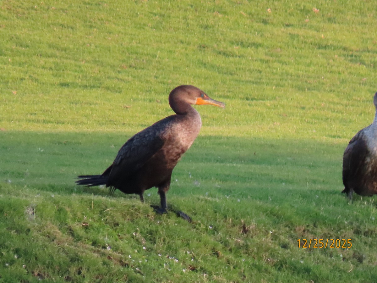 Double-crested Cormorant - ML647529779
