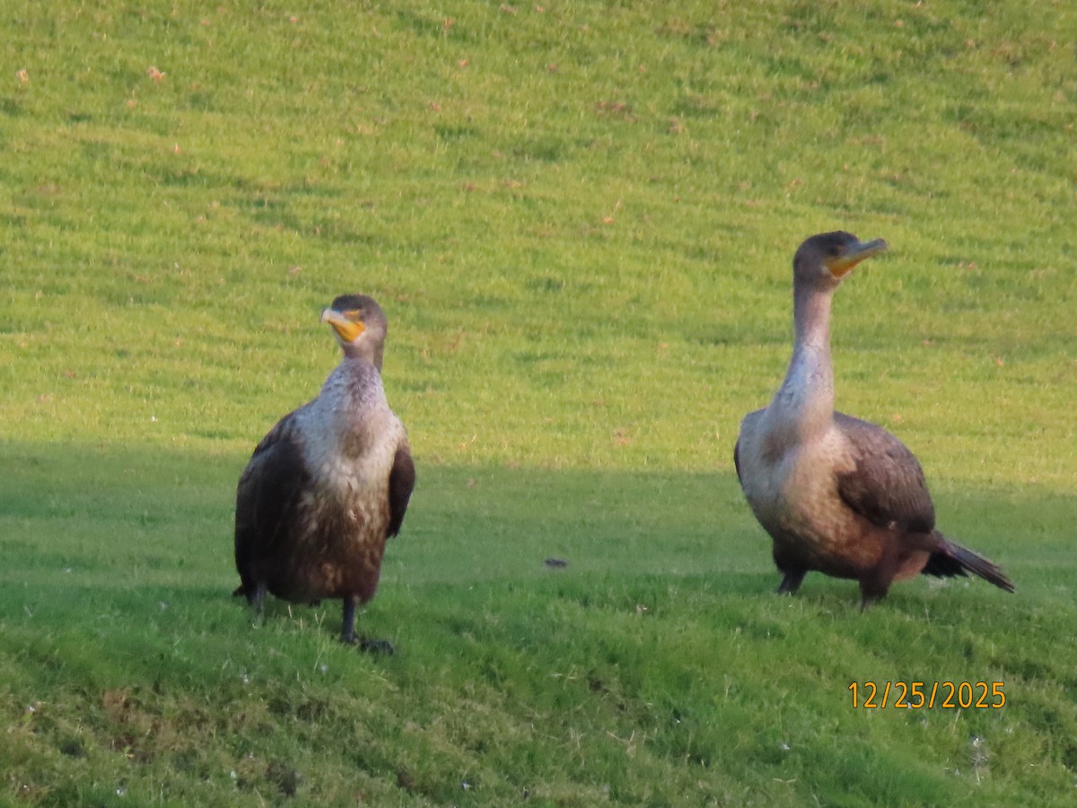 Double-crested Cormorant - ML647529780