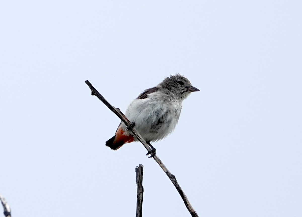 Mistletoebird - ML647529781