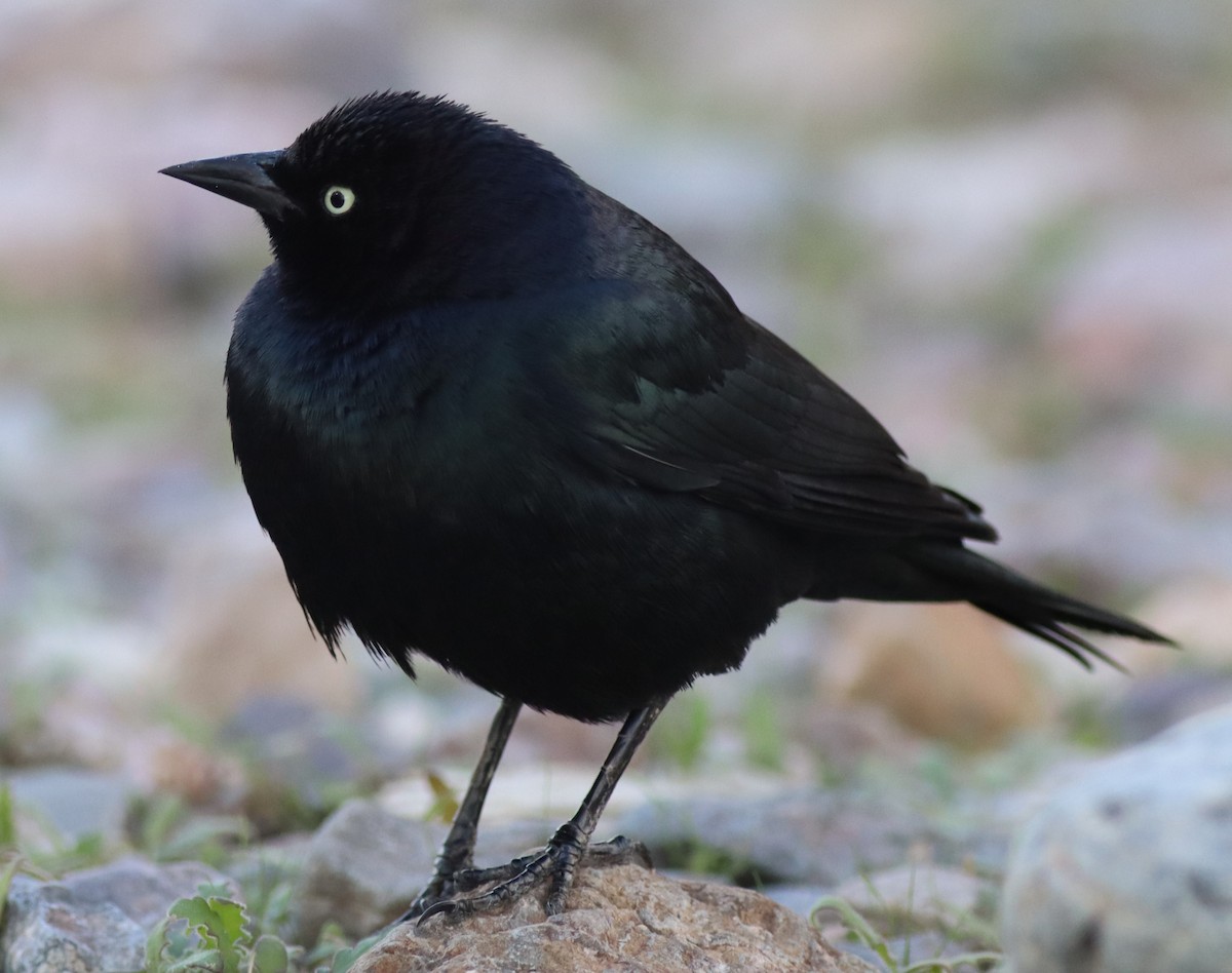 Brewer's Blackbird - ML647529784