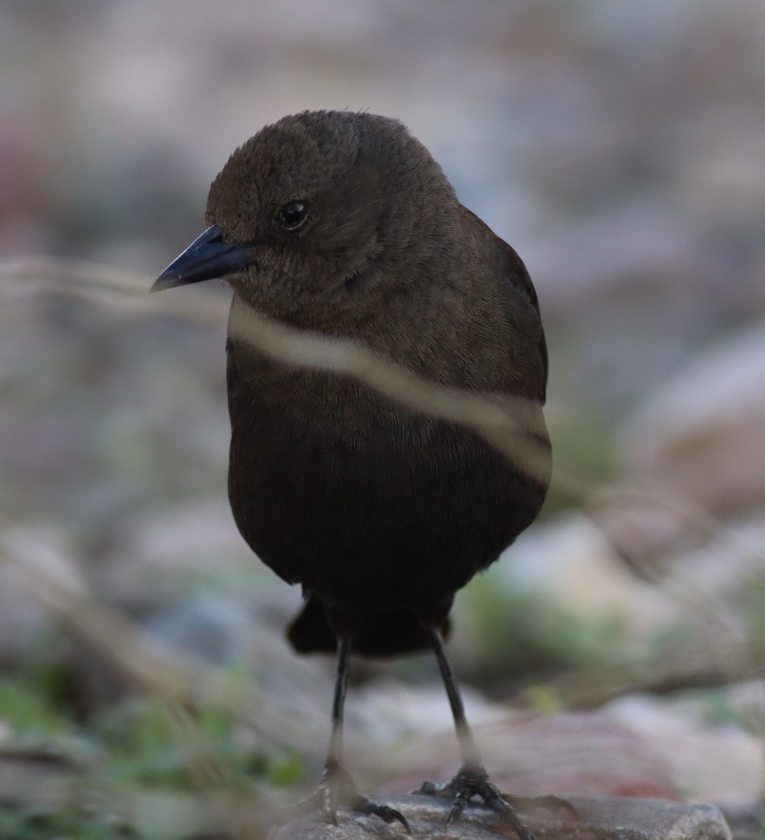 Brewer's Blackbird - ML647529785