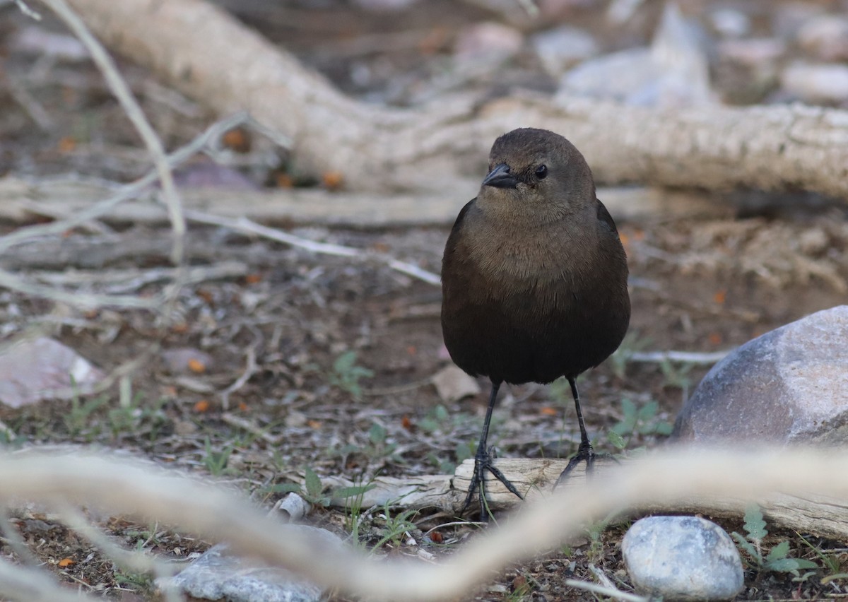 Brewer's Blackbird - ML647529786