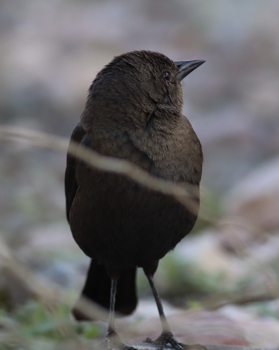 Brewer's Blackbird - ML647529787