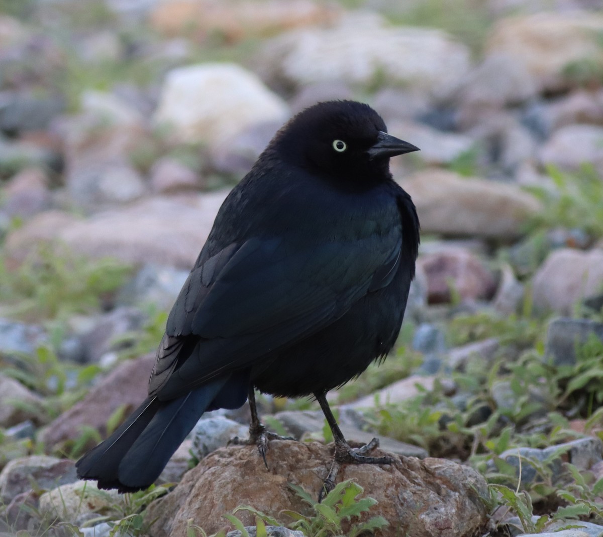 Brewer's Blackbird - ML647529788