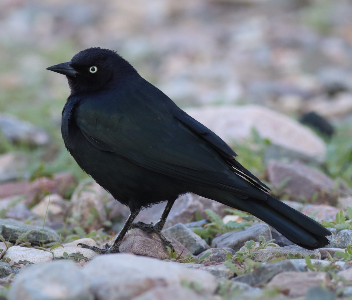 Brewer's Blackbird - ML647529789