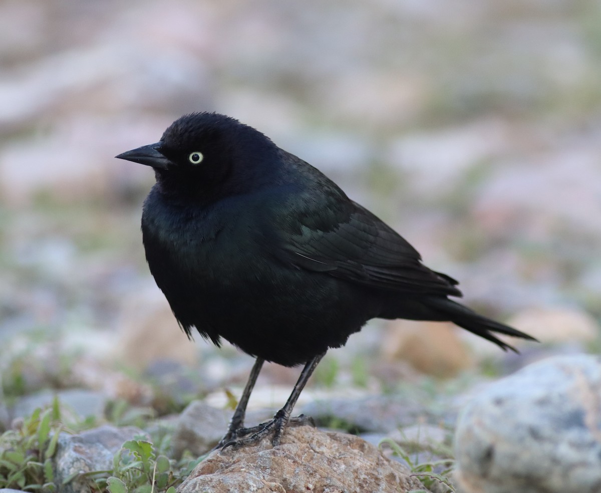 Brewer's Blackbird - ML647529790