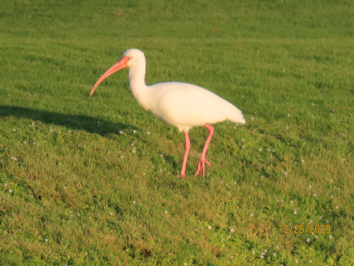 White Ibis - ML647529791