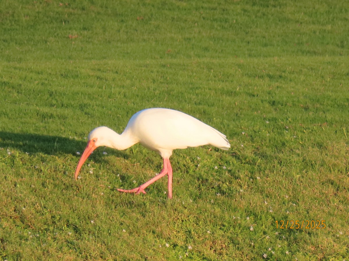 White Ibis - ML647529792