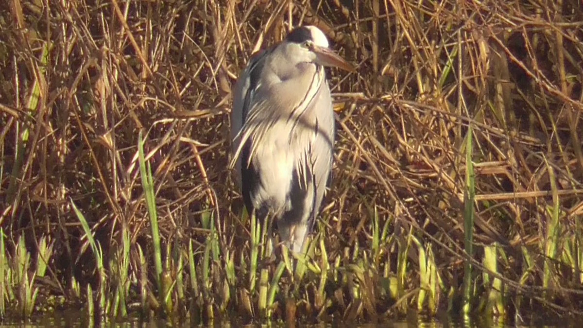 Gray Heron - ML647529793