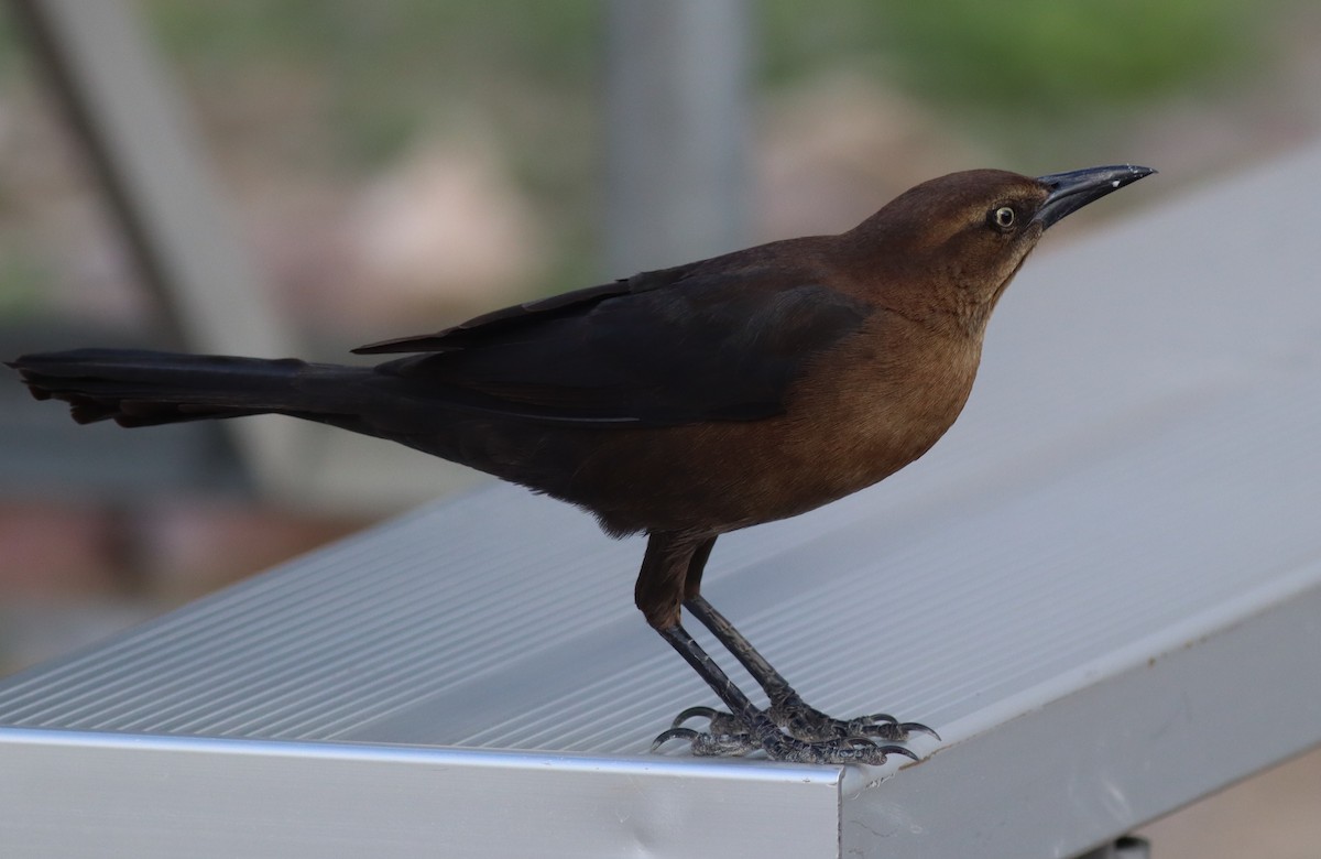 Great-tailed Grackle - ML647529796