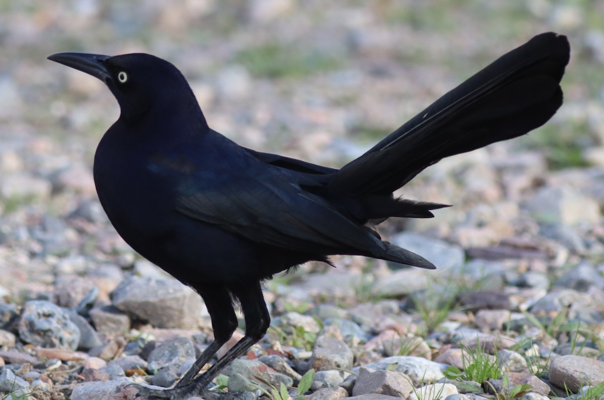 Great-tailed Grackle - ML647529797