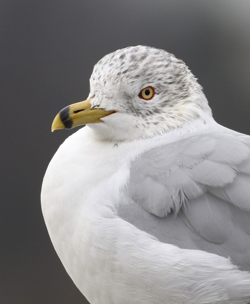 Ring-billed Gull - ML647529798