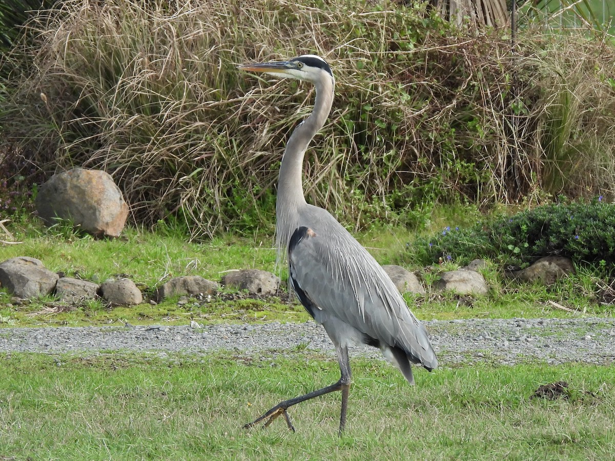 Great Blue Heron - ML647529799