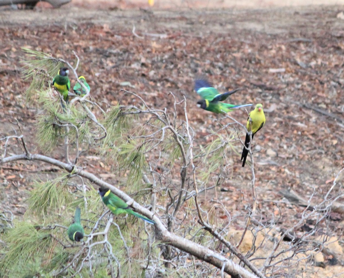 Regent Parrot - ML647529839