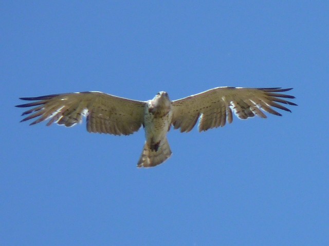 Short-toed Snake-Eagle - ML647529857