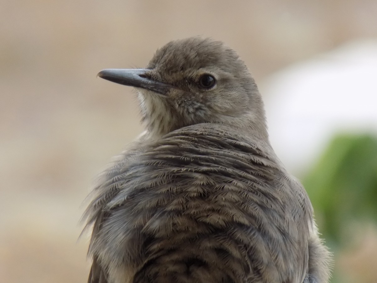 Black-billed Shrike-Tyrant - ML647529867