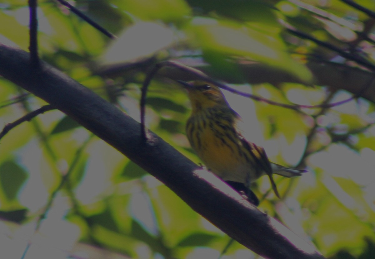 Cape May Warbler - ML647529880