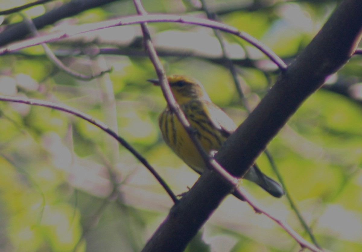 Cape May Warbler - ML647529881