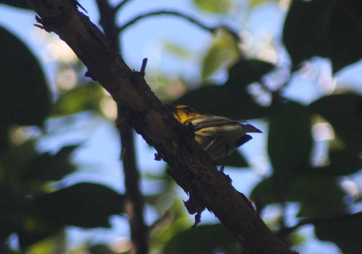 Cape May Warbler - ML647529882