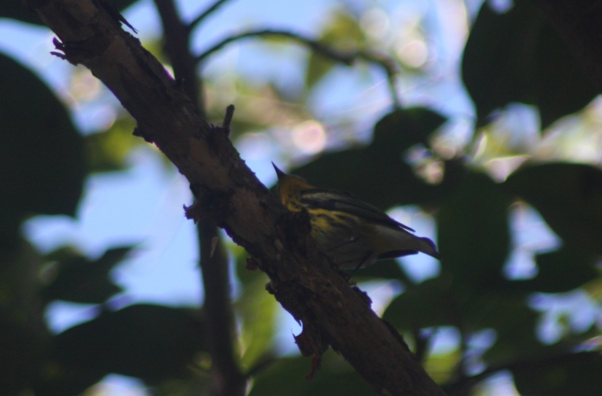 Cape May Warbler - ML647529883