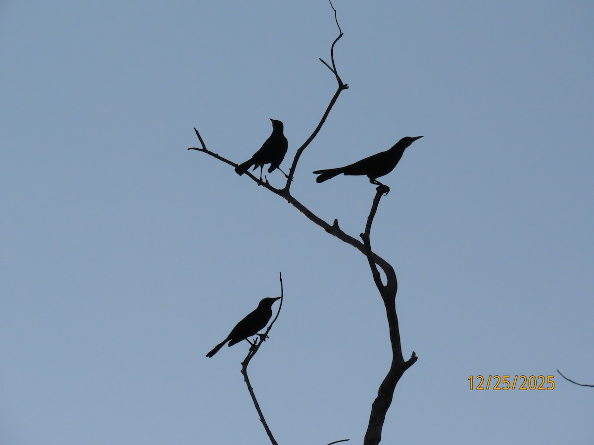 Boat-tailed Grackle - ML647529888
