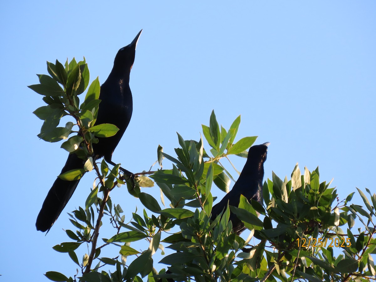 Boat-tailed Grackle - ML647529889