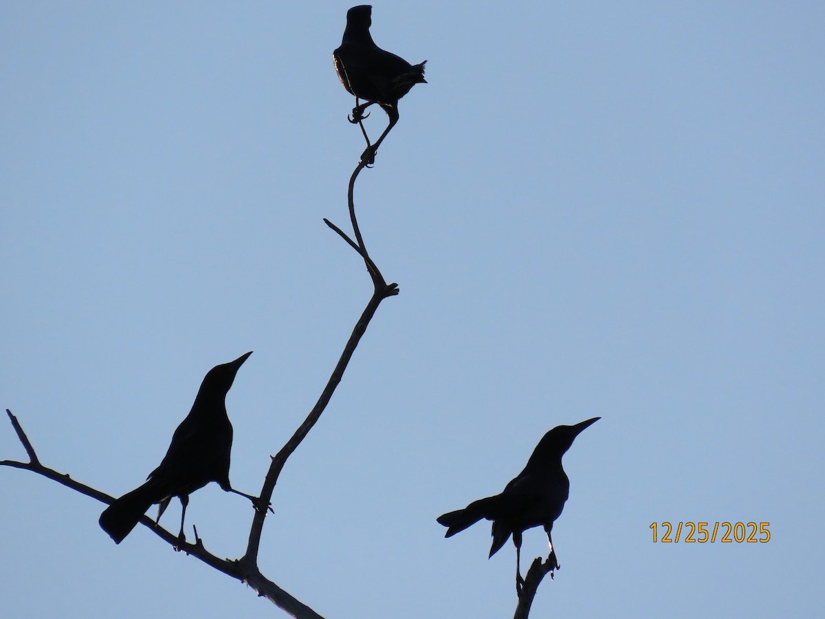 Boat-tailed Grackle - ML647529890