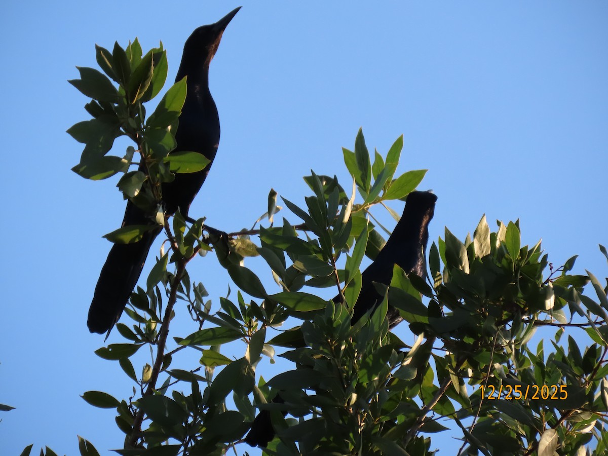 Boat-tailed Grackle - ML647529891