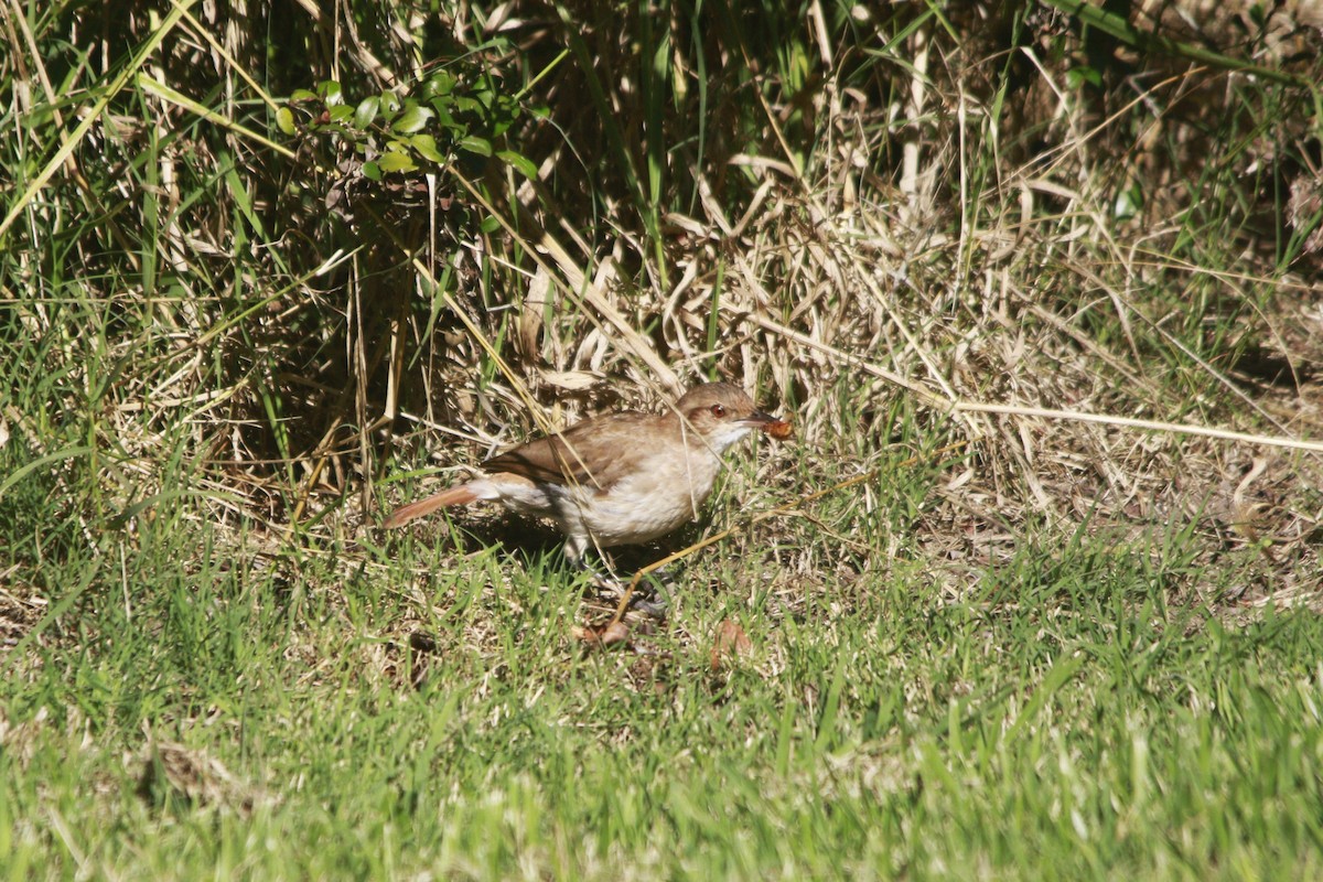 Rufous Hornero - ML647529893