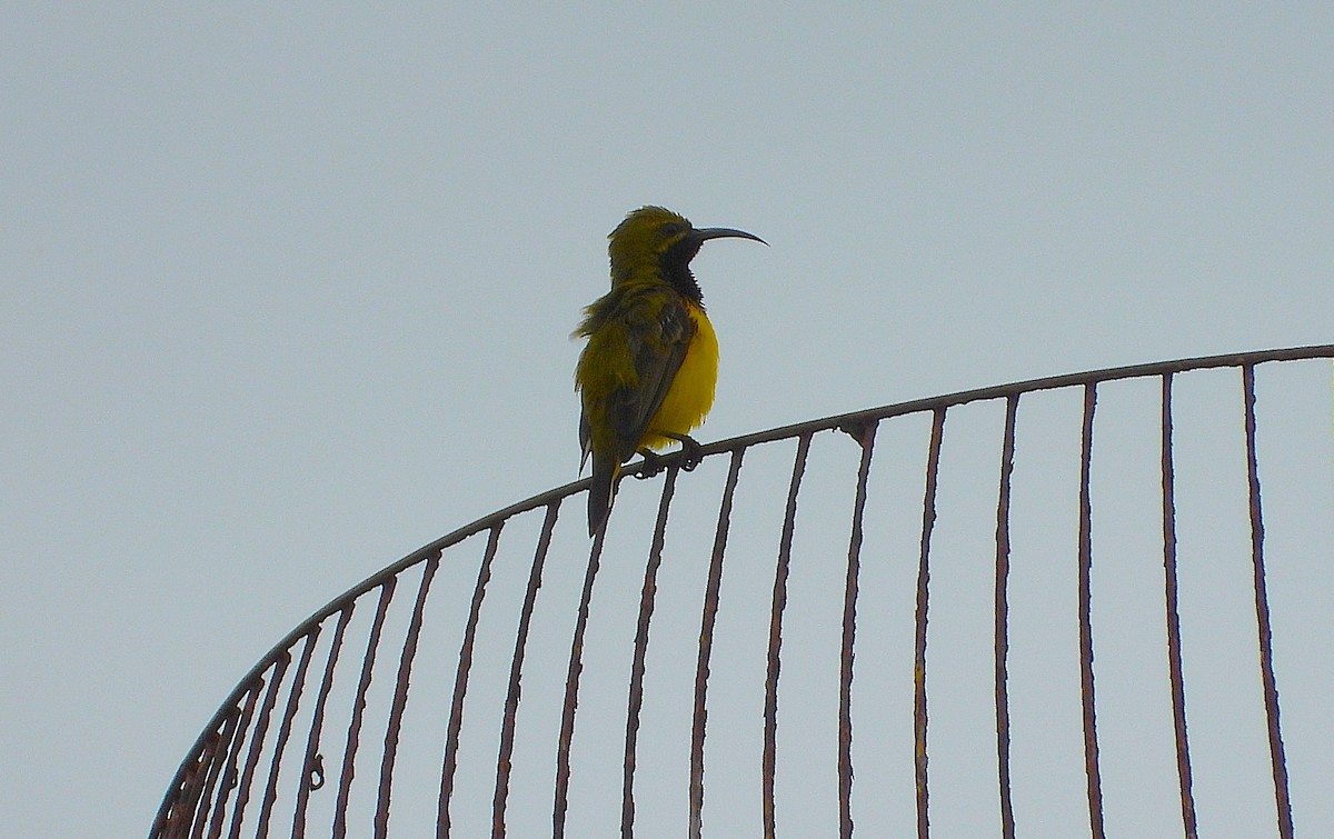 Sahul Sunbird - ML647529895