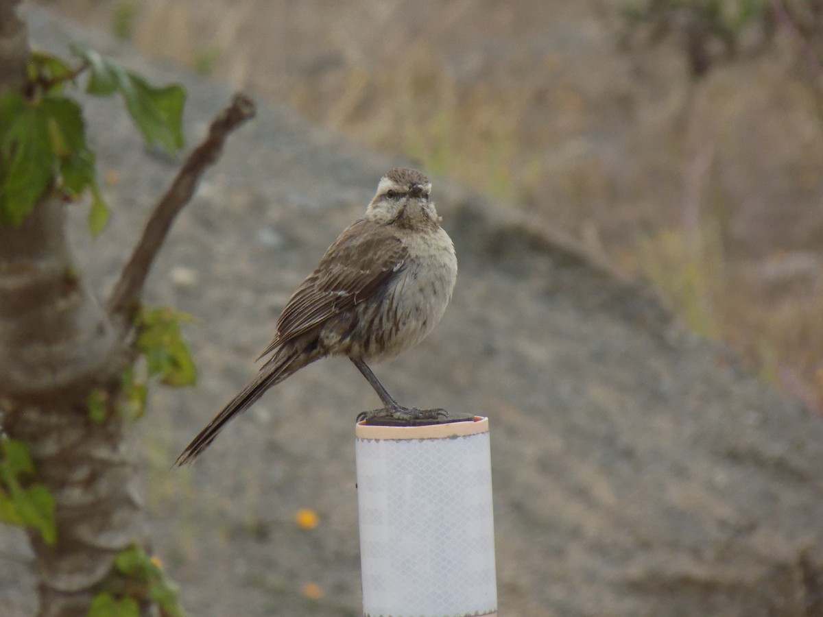 Chilean Mockingbird - ML647529896