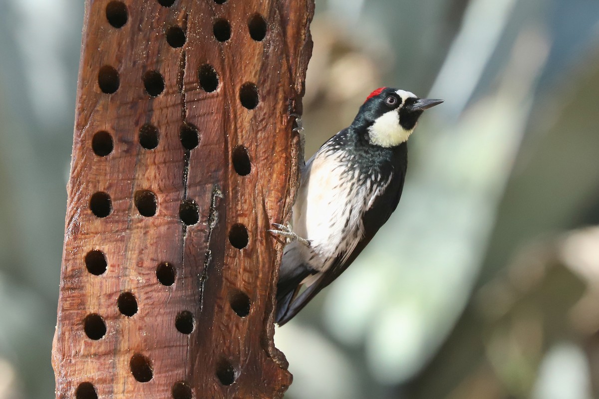 Acorn Woodpecker - ML647529897
