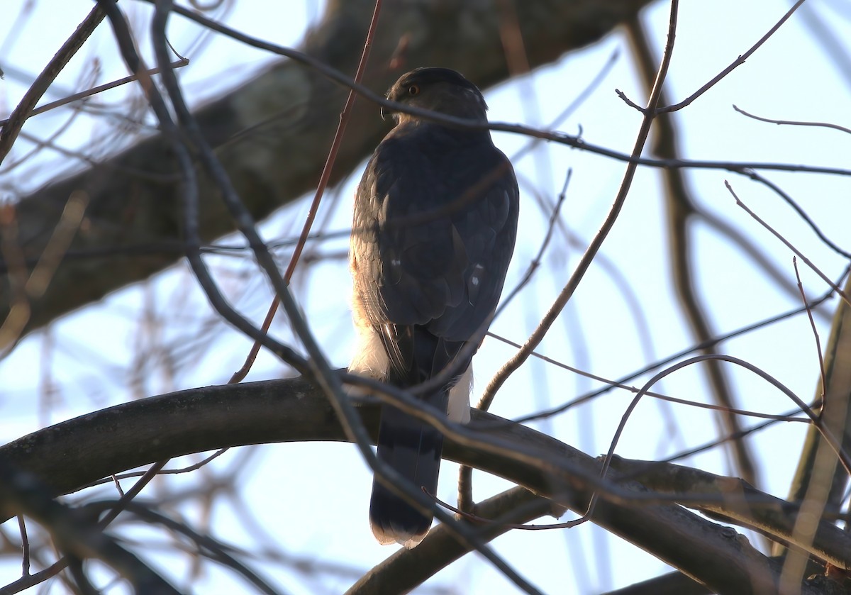 Cooper's Hawk - ML647529898