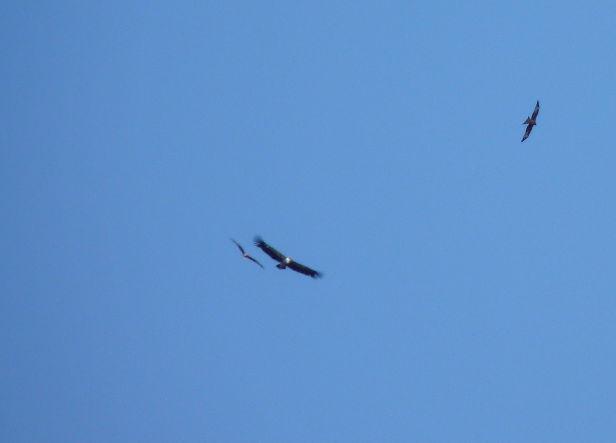 נשר מקראי - ML647529900