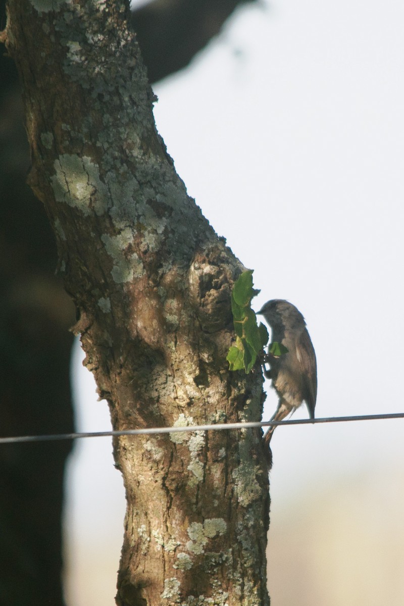 Tufted Tit-Spinetail - ML647529902