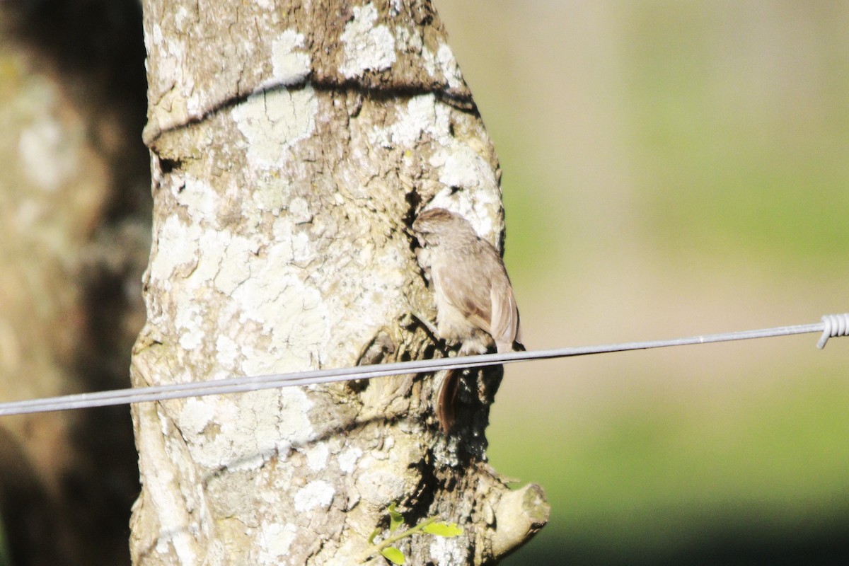Tufted Tit-Spinetail - ML647529903