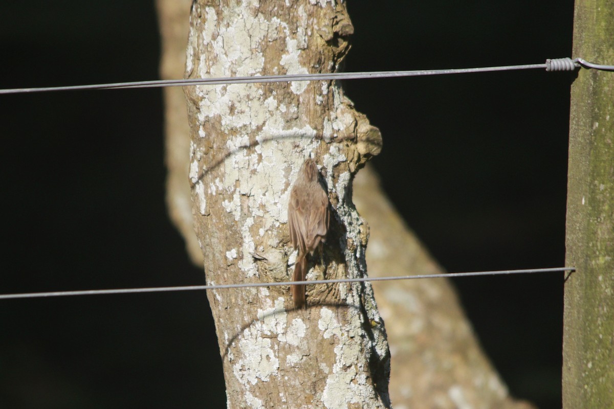 Tufted Tit-Spinetail - ML647529904