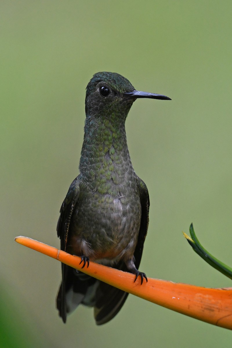 Scaly-breasted Hummingbird - ML647529905