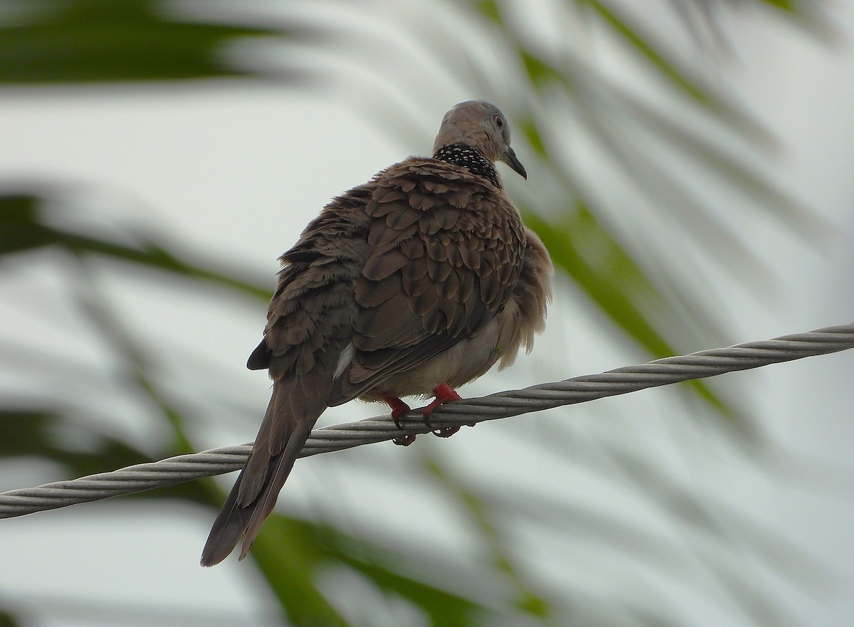 תור נקוד - ML647529906