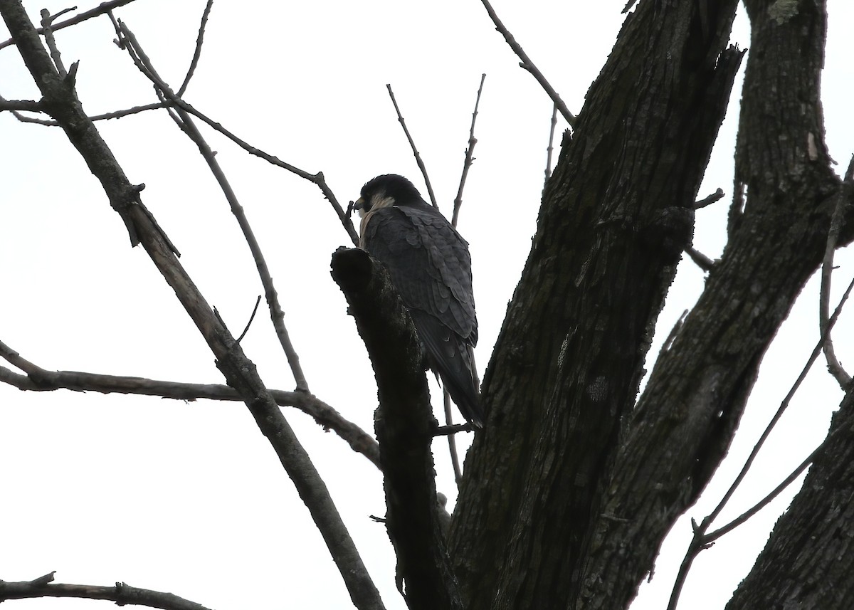 בז נודד - ML647529908